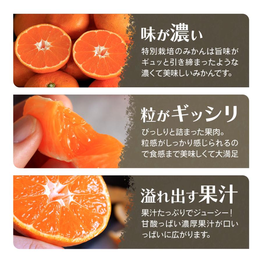 みかん 10kg 三ヶ日みかん青島 33ファームの三ケ日青島みかん 送料無料