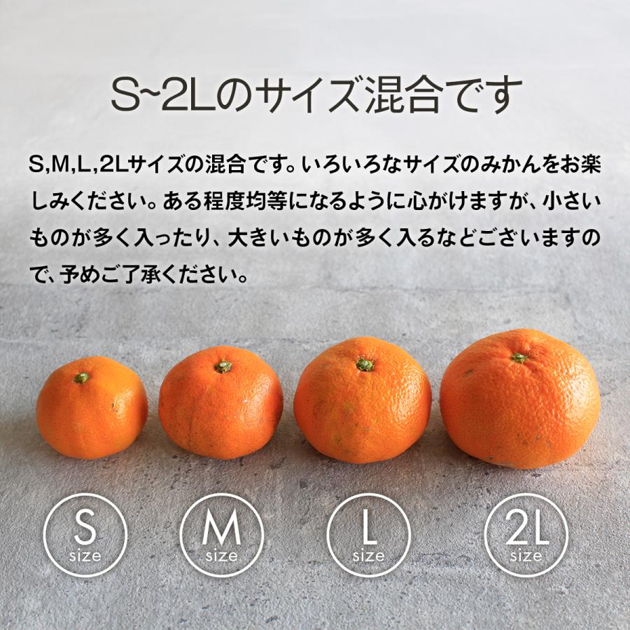 みかん 10kg 三ヶ日みかん青島 33ファームの三ケ日青島みかん 送料無料