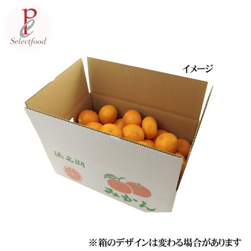はるみ みかん５キロ×2箱 はるみ みかん 5kg 静岡浜松はるみみかん 浜名湖みかん Mサイズ 送料