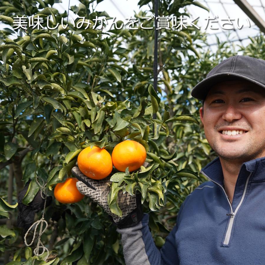せとか 5kg Mサイズ 静岡県浜松市 奥浜名湖 平山さんのハウス栽培