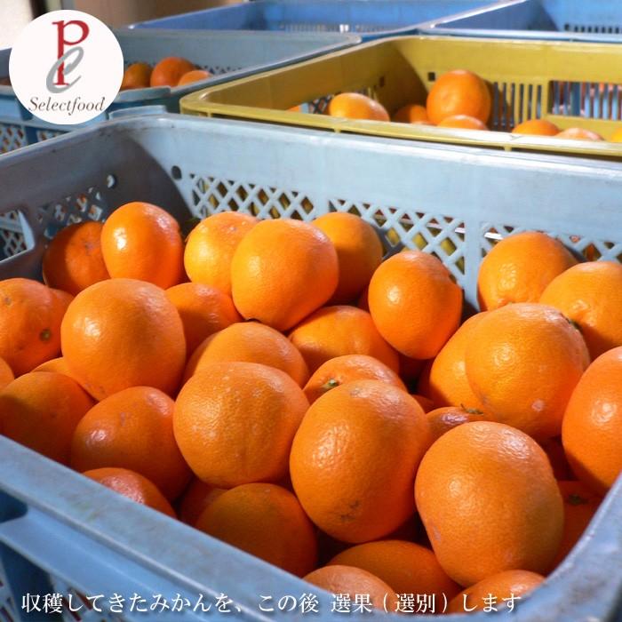 みかん 10kg 三ケ日みかん 青島 あおしま 10キロ 静岡 浜名湖 三ケ日