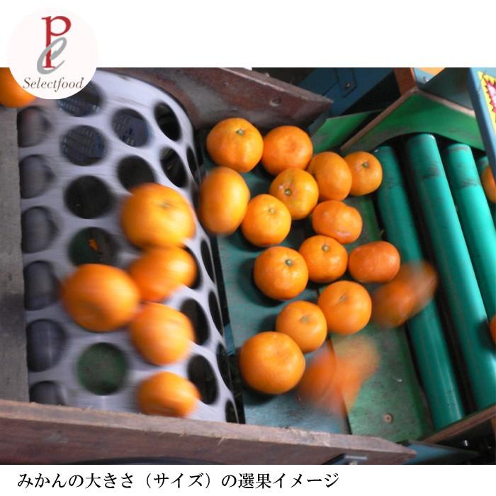 みかん 10kg 三ケ日みかん 青島 あおしま 10キロ 静岡 浜名湖 三ケ日