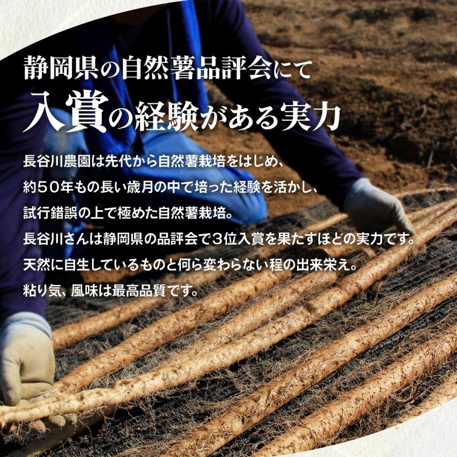 自然薯 静岡牧之原産 長谷川農園 じねんじょ 1kg : 静岡グルメ