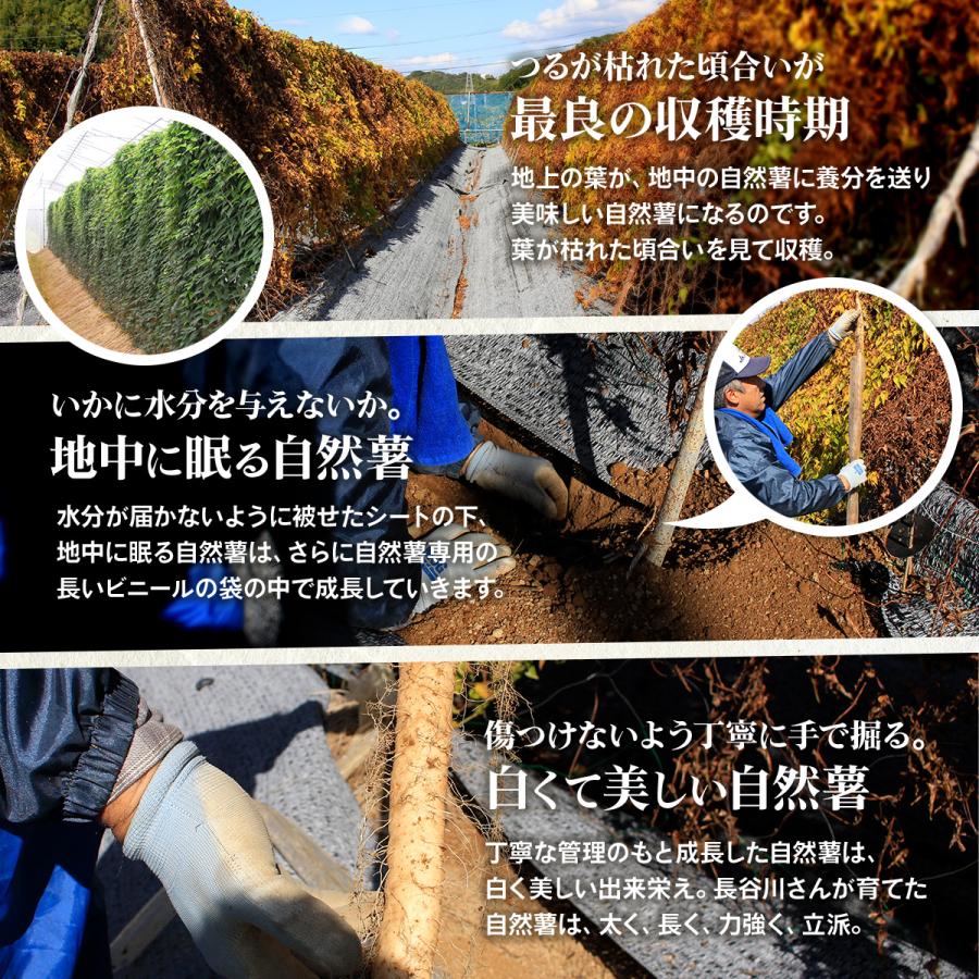 自然薯 静岡牧之原産 長谷川農園 じねんじょ 1kg : 静岡グルメ