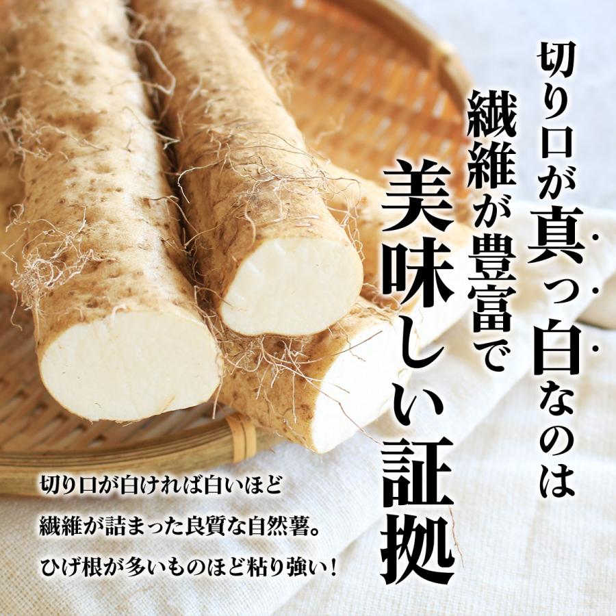 自然薯 完全天然物 静岡産　1キロ 自然薯 静岡牧之原産 長谷川農園 じねんじょ 1kg : 静岡グルメ