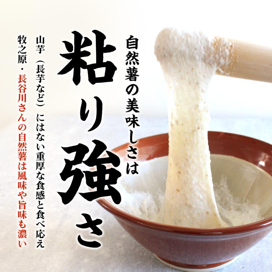 自然薯 静岡牧之原産 長谷川農園 じねんじょ 1kg : 静岡グルメ