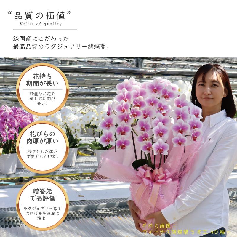 純国産 胡蝶蘭 花持ち長い 中輪 3本立ち 27輪〜【Venus(ヴィーナス）】白ピンク グラデーション 二度咲き プレゼント お祝い 誕生日 個人お祝い 出産祝い 新築祝の画像