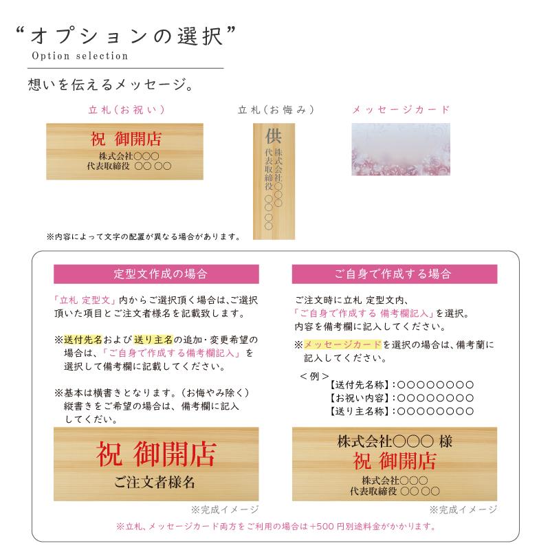 純国産 胡蝶蘭 花持ち長い 中輪 3本立ち 27輪〜【Venus(ヴィーナス）】白ピンク グラデーション 二度咲き プレゼント お祝い 誕生日 個人お祝い 出産祝い 新築祝の画像