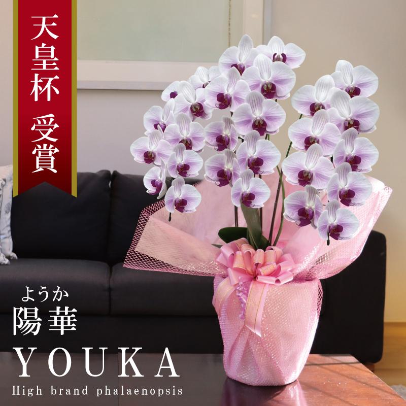 純国産 胡蝶蘭 花持ち長い 中輪 3本立ち 27輪〜【陽華(ようか）】白の 