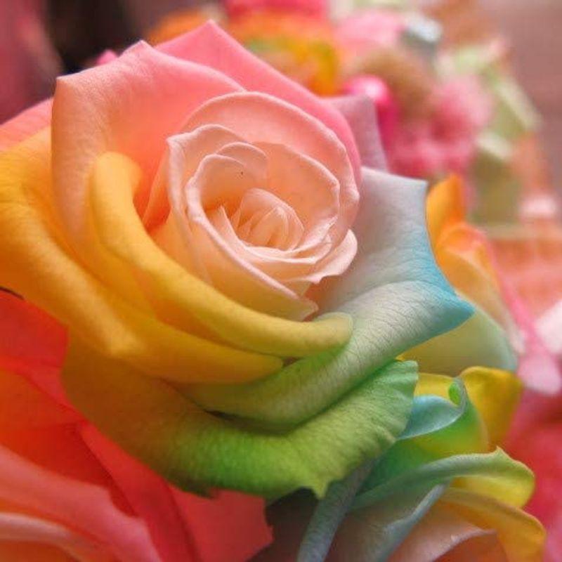 キティ好き キティちゃん 花束風ギフト キティバルーン 風船入り レインボーローズ プリザーブドフラワー入りプレゼント ケース付き キティちゃん 花束風ギフト キティバルーン 風船入り レインボーローズ プリザーブドフラワー入りプレゼント ケース付き 　