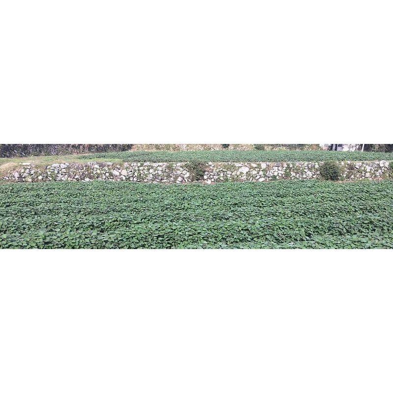 健康・野草茶センター ドクダミ茶 健康茶 国産 無添加 茶葉100％ 粉末 パウダー 100g×8個セット 野草茶センター ドクダミ茶 健康茶 国産 無添加 茶葉100％ 粉末 パウダー 100g×8個セット