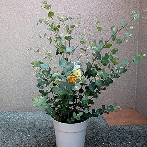 ユーカリ グニー 6号鉢 品種で選べる植木苗 6号ポット 1個売り ユーカリの中でも栽培しやすく 銀色がかった葉と樹形の美しさがある品種です 若木の時 S セレクトショップssマート 通販 Yahoo ショッピング
