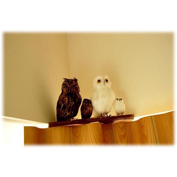 ★PUEBCO（プエブコ） フクロウ　Owl ホワイト（L）リアルな フクロウ 置物 雑貨通販白 ふくろうグッズ【RCP】 |  | 01