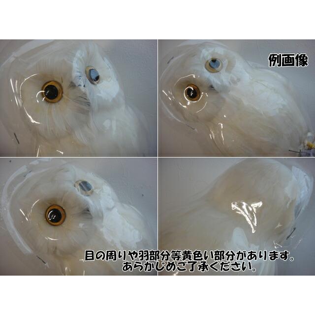 ★PUEBCO（プエブコ） フクロウ　Owl ホワイト（L）リアルな フクロウ 置物 雑貨通販白 ふくろうグッズ【RCP】 |  | 03
