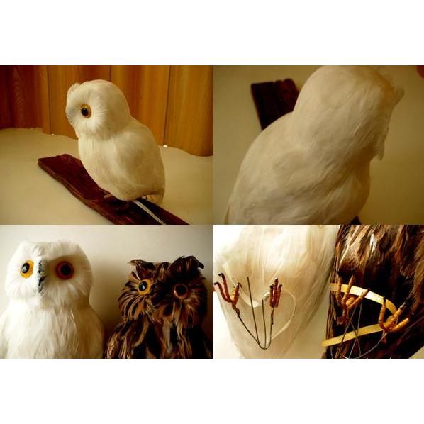 ★PUEBCO Owlふくろう ブラウン（L）　プエブコ　フクロウ（ミミズク）のオブジェ　置物まるで剥製のようにリアル♪雑貨通販【RCP】 |  | 02