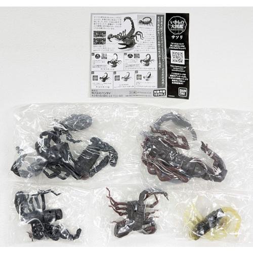 いきもの大図鑑サソリ　コンプリートセット いきもの大図鑑 サソリ 全5種セット : セレンショップ - 通販