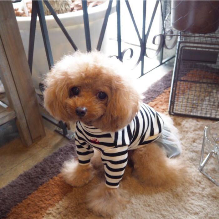 犬のスカートのみ　500円 selfish-house_s-ab-16aws01