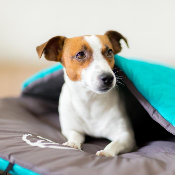 犬猫用 ベッド マット パッカブルベッド Mサイズ 布団 寝袋 アウトドア