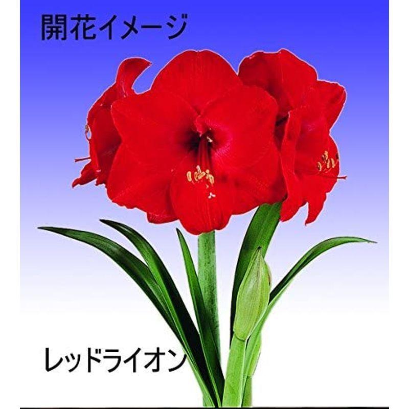 ポットアマリリス レッドライオン アマリリス球根栽培セット Seli Store 通販 Yahoo ショッピング