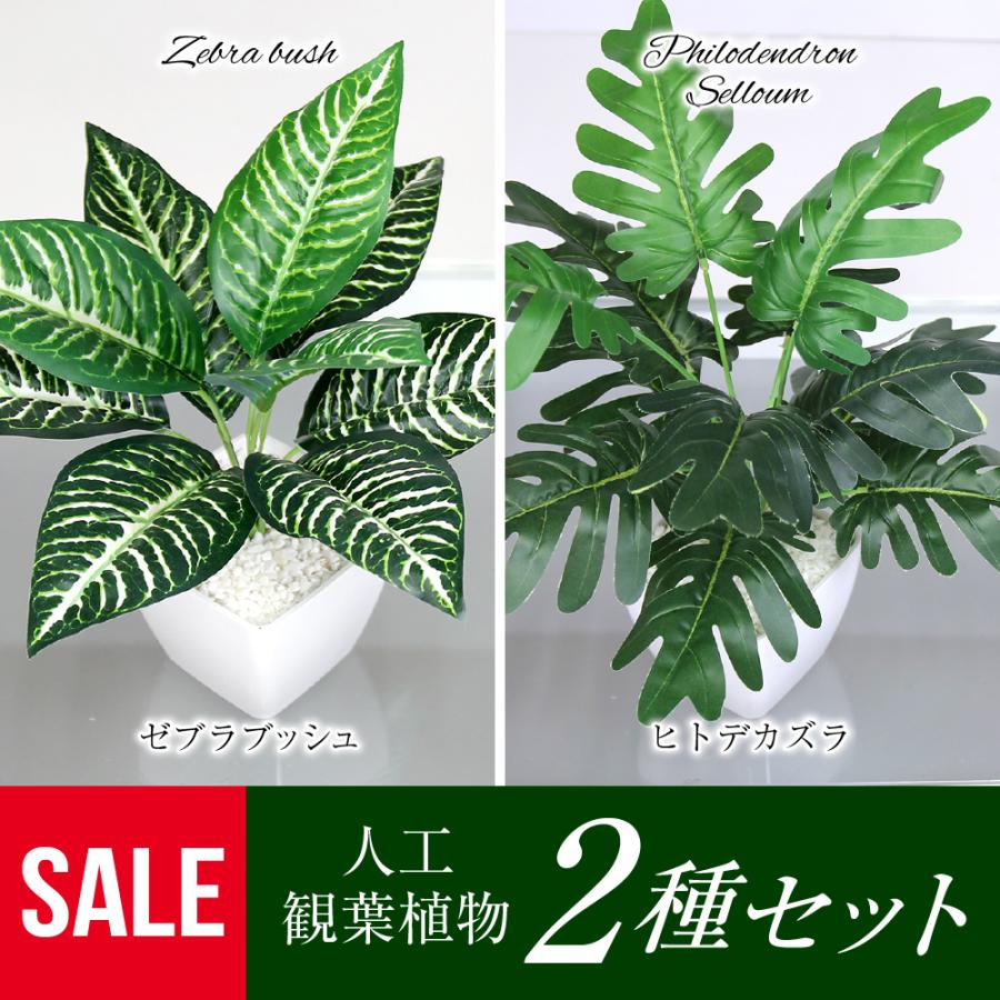 フェイクグリーン 小型 2種セット 人工観葉植物 ゼブラブッシュ ヒトデカズラ インテリアグリーン 送料無料（Yahoo!・SELVA CASA）