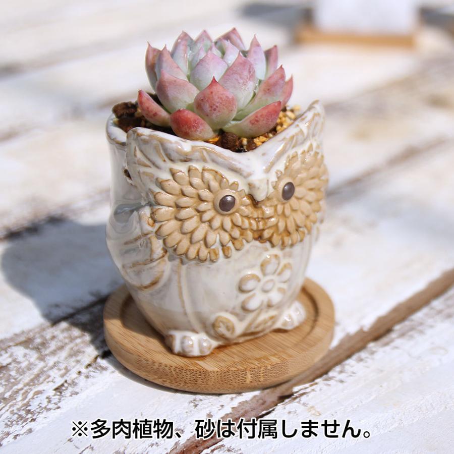 多肉植物鉢 OWL white オウルホワイト 6点セット フクロウポット 竹製受け 皿付多肉 ふくろう アニマル 植物 おしゃれ ポット プランター底穴有｜selvacasa｜09