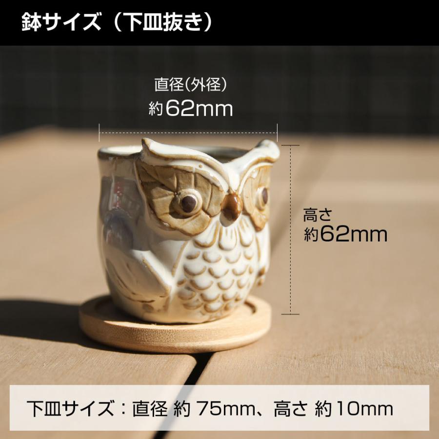 多肉植物鉢 OWL white オウルホワイト 6点セット フクロウポット 竹製  