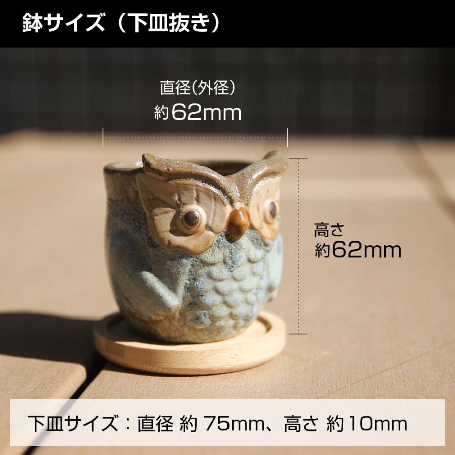 多肉植物鉢 OWL blue オウルブルー 6点セット フクロウポット 竹製受け