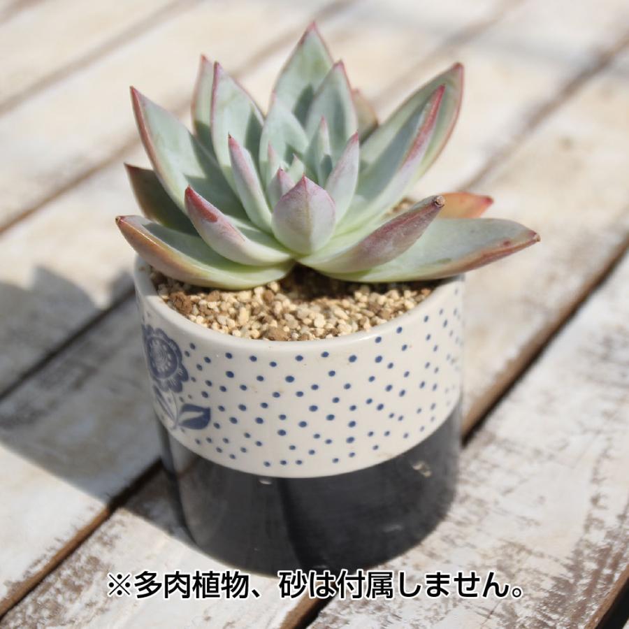 未使用☆かとうゆみ　おとぼけライオン　多肉鉢 多肉植物鉢 PATT パット 柄3種 多肉鉢 ポット 竹製受け皿付多肉 植物