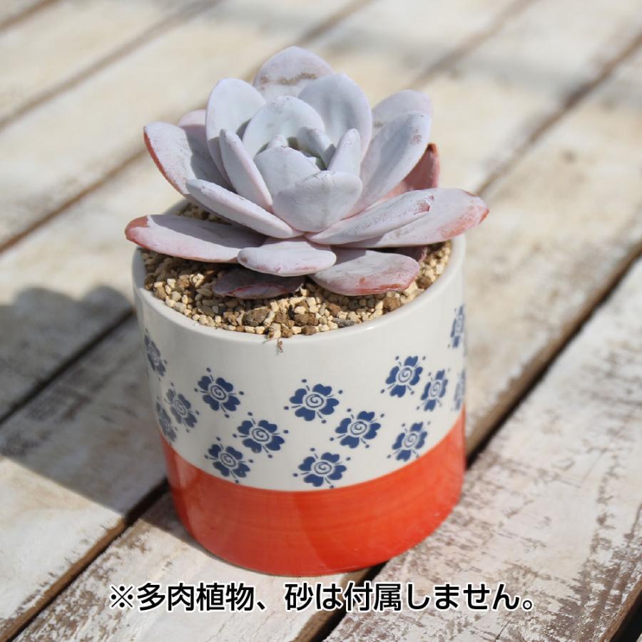 多肉植物鉢 PATT パット 柄3種 多肉鉢 ポット 竹製受け皿付多肉 植物
