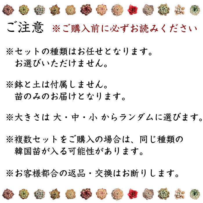 多肉植物　韓国苗10個セット　届いてからのお楽しみ韓国苗福袋　エケベリア種中心です　※種類は選べません |  | 05