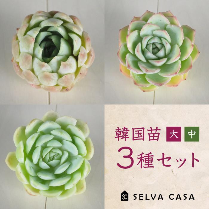 多肉植物 韓国苗 エケベリア 3種セット 大・中サイズ (クリーム