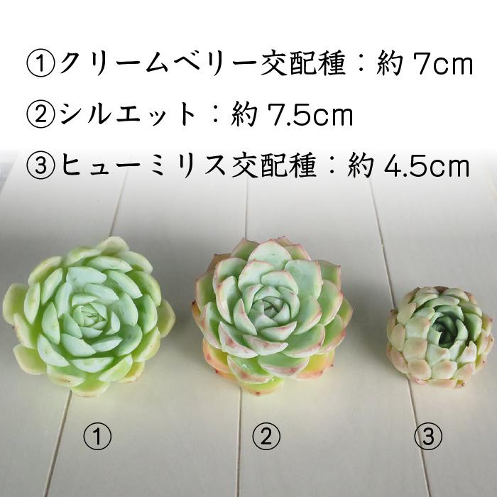 多肉植物 韓国苗 エケベリア 3種セット 大・中サイズ (クリームベリー 