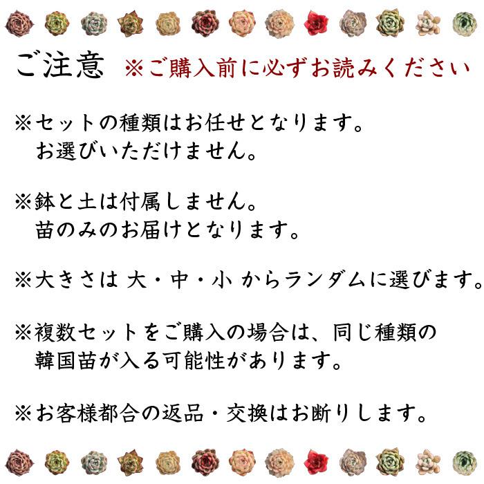 多肉植物　韓国苗5個セット　届いてからのお楽しみ韓国苗福袋　エケベリア種中心です　※種類は選べません｜selvacasa｜06