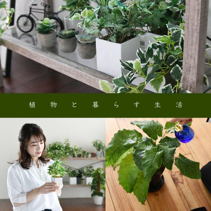 観葉植物 組み合わせ 自然 おしゃれ 頑丈 北欧 コーナー テレビ台 ナチュラル JK-PLAN（ジェイケイ・プラン） グリーンのある暮らし テレビ台 ガラス
