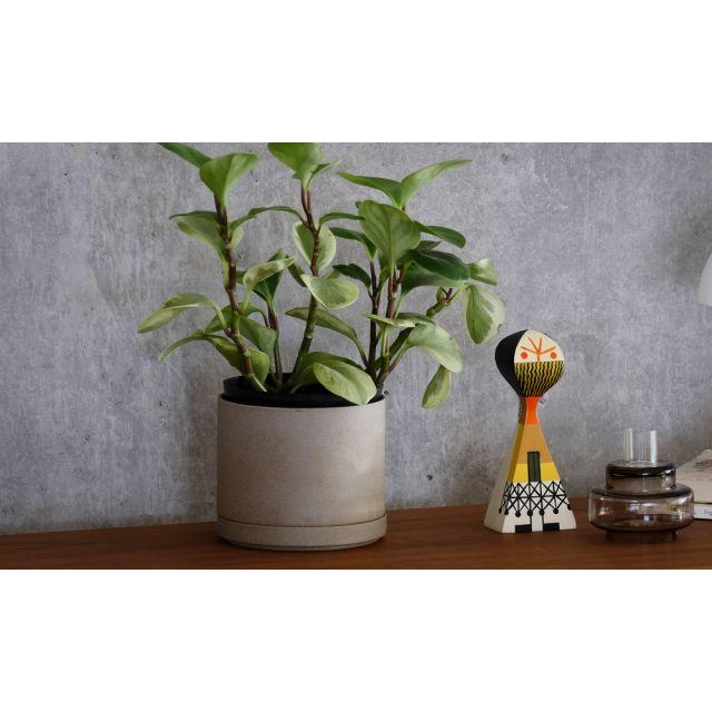 ハサミポーセリン プランターポット 14.5cm HP045 ナチュラル  波佐見焼 HASAMI PORCELAIN