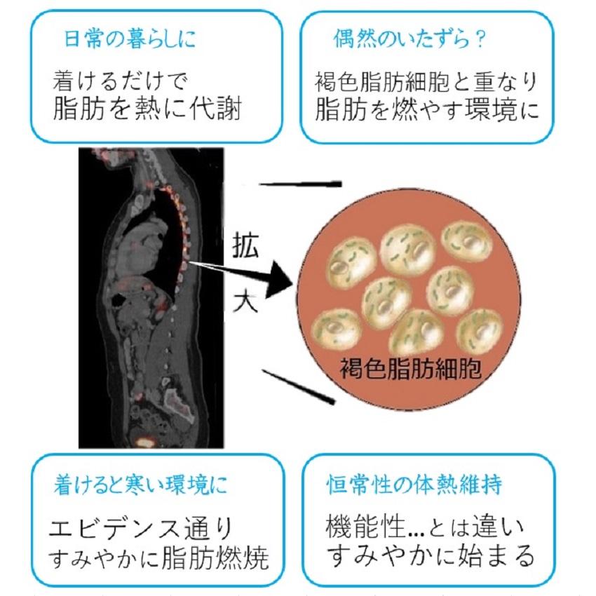 褐色脂肪細胞 寒冷刺激 活性化 【着けるだけ背中痩せ！】シェイプアップ 基礎代謝アップ メタボ対策 お腹周り 40代 50代 ながらダイエット器具 背中クールタイ |  | 07