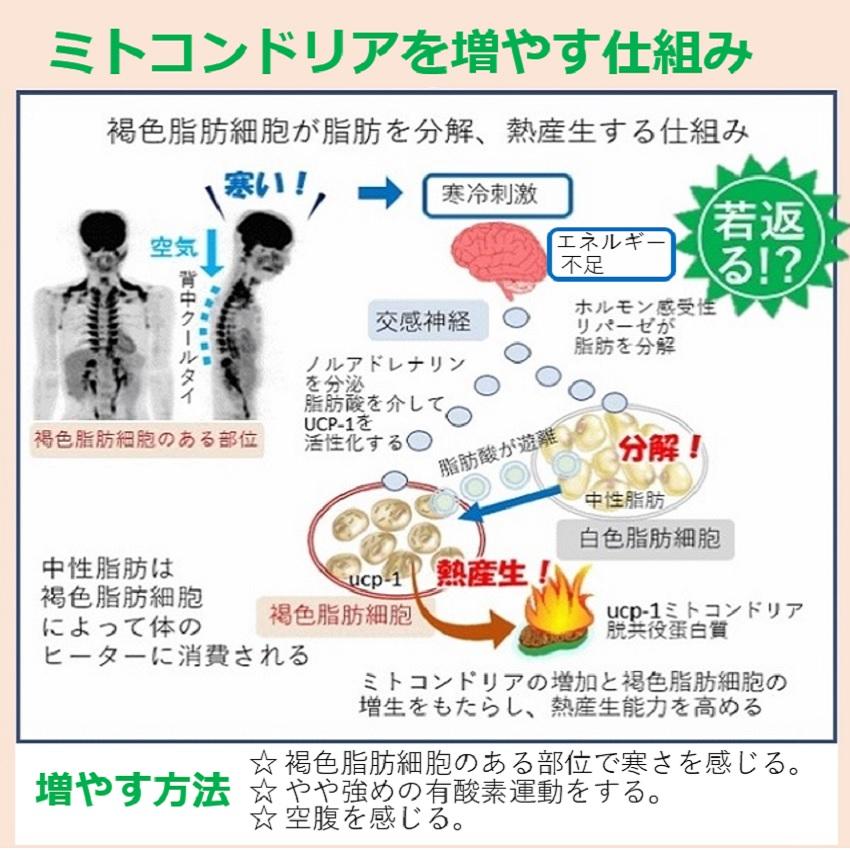ながらダイエット 背中痩せ 生活習慣病予防 メタボ対策 褐色脂肪細胞