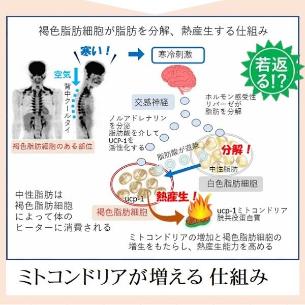 背中痩せ 妊活 ミトコンドリア 増やす 若返る 褐色脂肪細胞 ダイエット器具 背中クールタイ 通勤 有酸素運動 ショッピング 消費カロリー 痩せる 燃焼 基礎代謝｜senakacool｜06