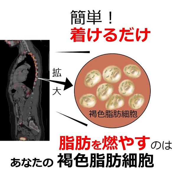 背中痩せ 妊活 ミトコンドリア 増やす 若返る 褐色脂肪細胞 ダイエット器具 背中クールタイ 通勤 有酸素運動 ショッピング 消費カロリー 痩せる 燃焼 基礎代謝｜senakacool｜05