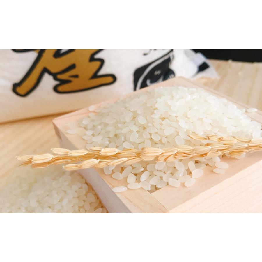 コシヒカリ お米 5kg 新潟県魚沼産コシヒカリ 令和6年産 : 千田 コシヒカリ お米 5kg 新潟県魚沼産コシヒカリ 令和6年産 : 千田