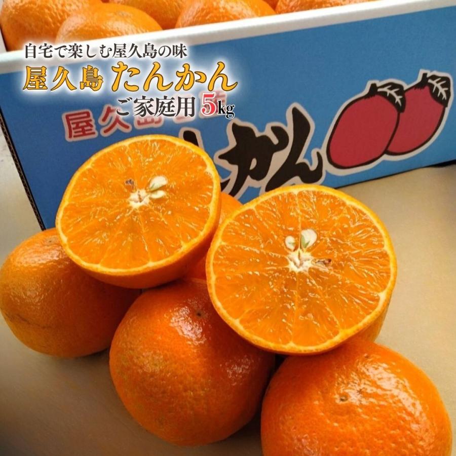 鹿児島産 屋久島 たんかん 5k 3L〜Mサイズ迄 鹿児島 屋久島たんかん