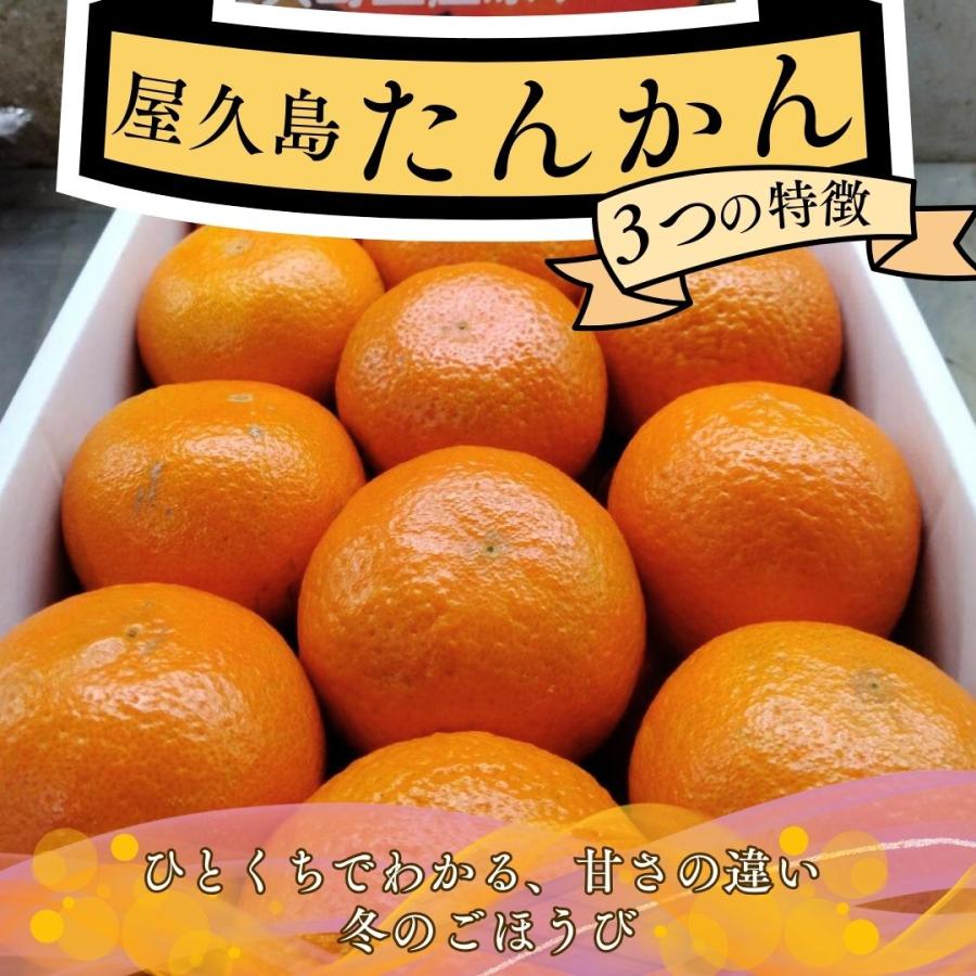 鹿児島産 屋久島 たんかん 5k 3L〜Mサイズ迄 鹿児島 屋久島たんかん