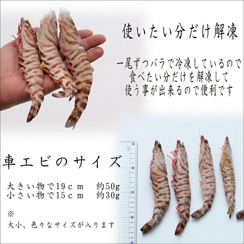 天然車エビ 長崎島原産 特大サイズ【約800g入】【産地直送】【送料無料】【入千代商店魚市場】【1尾約30g?50g】特殊冷凍加工 お取り寄せ ...