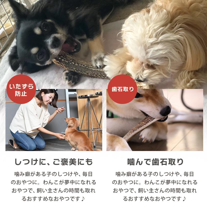 Deerhorn【Sサイズ】 北海道産 鹿角 ペット 犬 おもちゃ 小型犬