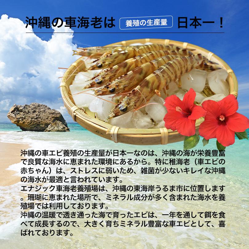 沖縄県産 車海老 200g 加熱用 刺身用 くるまえび 車エビ 車えび M