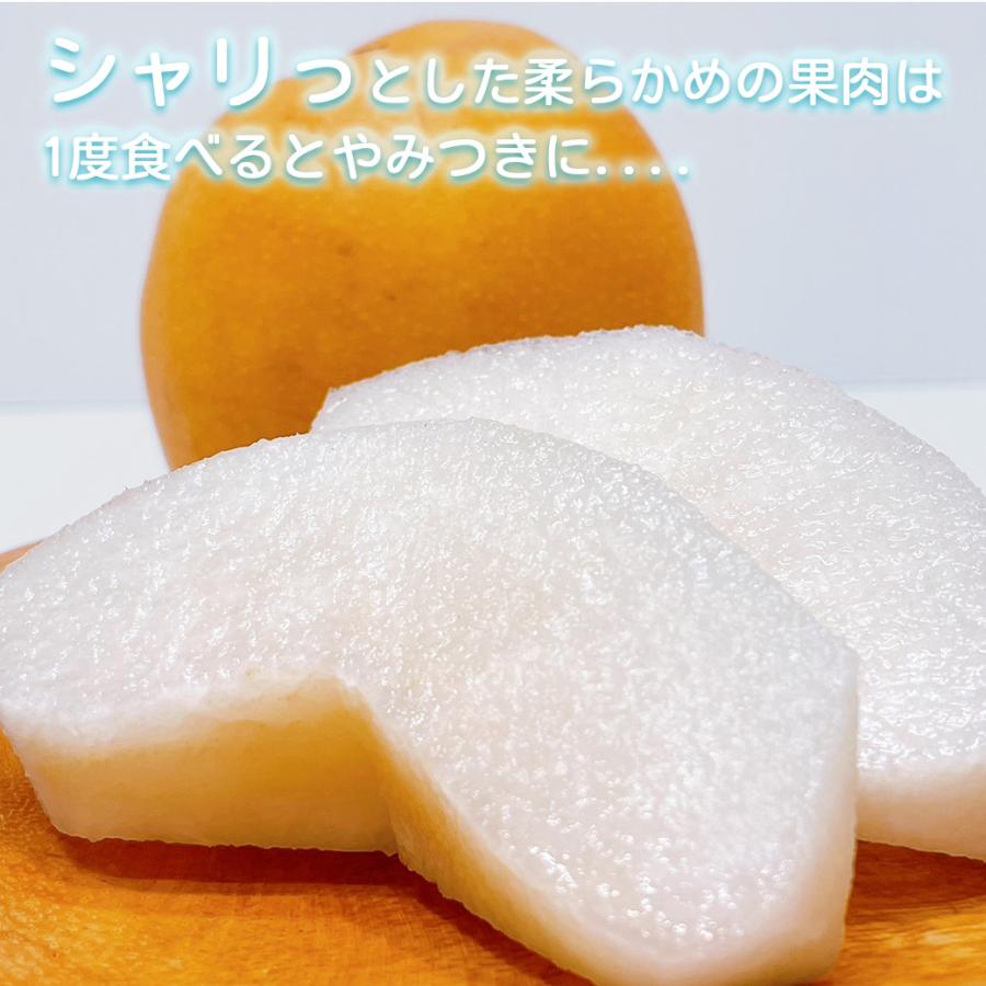 梨 5kg 新甘泉 甘い梨 送料無料 訳あり 鳥取県産 新甘泉梨 6〜20玉入