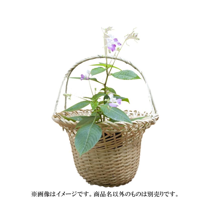 茶道具 茶道 抹茶 送料無料 末広籠 玄々斎好写 切箔上塗竹入子 花入 ギフト 通販 千紀園 お茶 茶道具 抹茶スイーツ千紀園 通販 Yahoo ショッピング