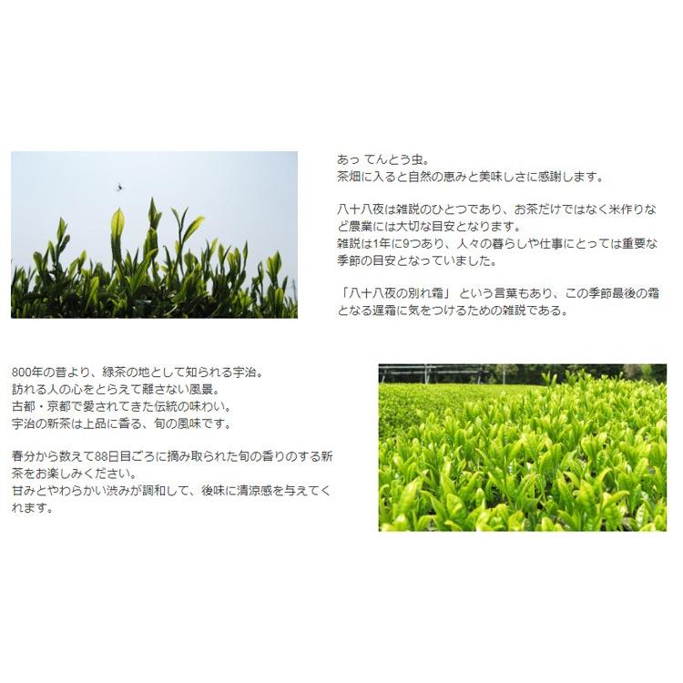 PayPayポイント5%(条件付き) 新茶 2026 期間限定 2026年新茶 滋賀 朝宮茶 50g 袋 メール便・ポスト便可 yahooショッピング | 千年の香り 千紀園 | 06
