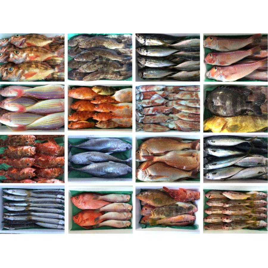 3000円 最大90 オフ 春夏秋冬のお魚定期便 7月 旬の魚 4 5人前