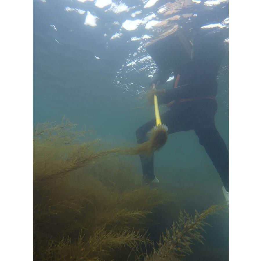 もずく モズク 天然絹もづくの詰め合わせセット 仙崎海産 冷蔵 : 仙崎